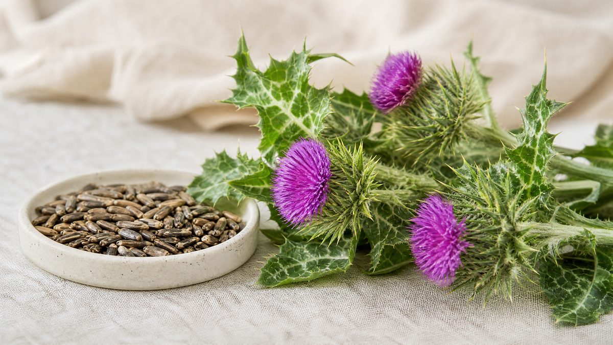 Blühende Mariendistel mit violetter Blüte und stacheligen Blättern